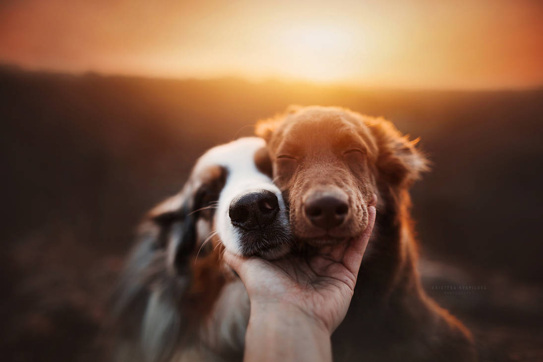 Dog friends. Собака друг. Собака на солнце. Собака на закате. Собака на солнышке.