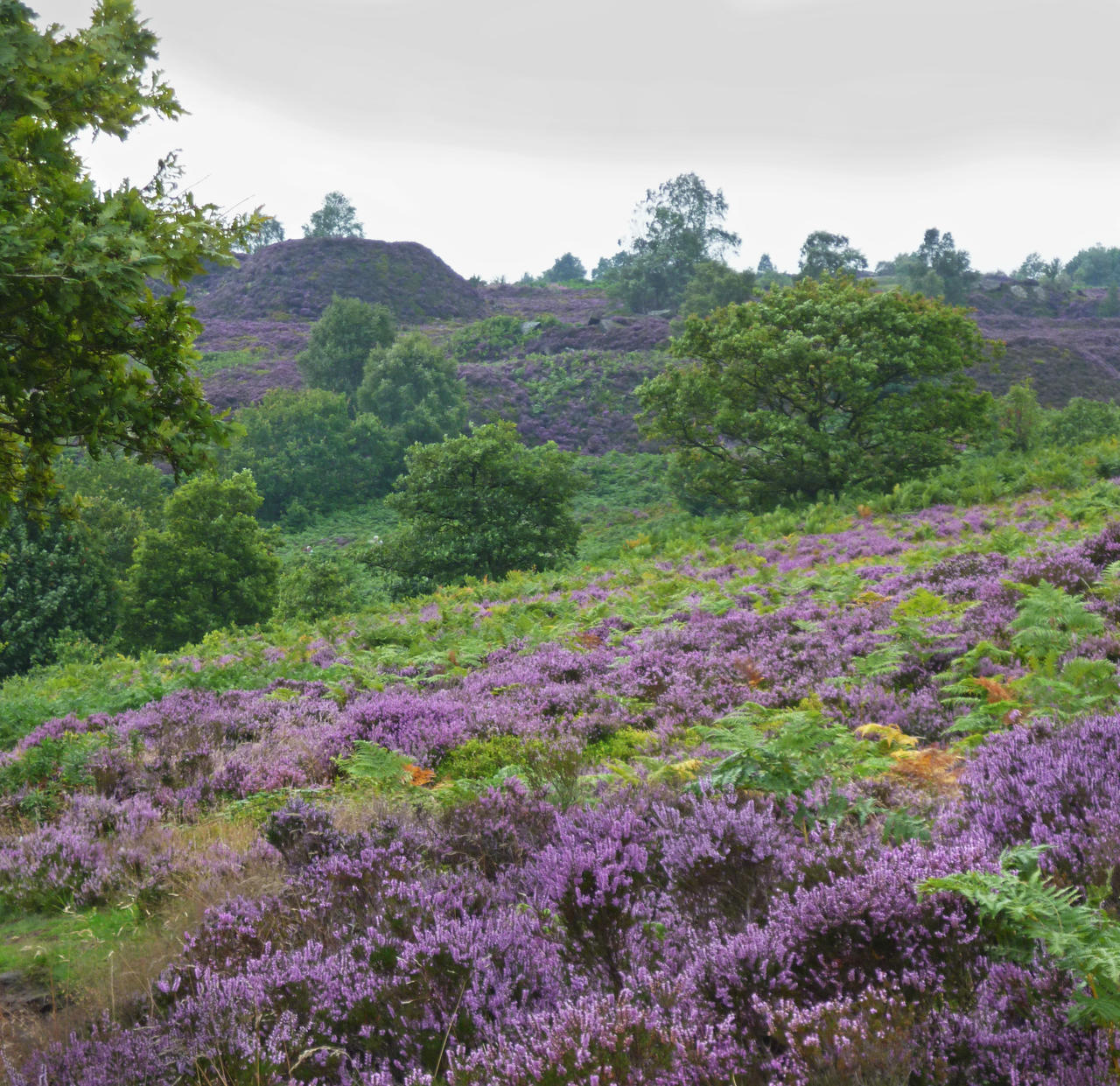 Hills... Purple Hills