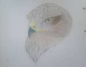 Day 1 - Falcon