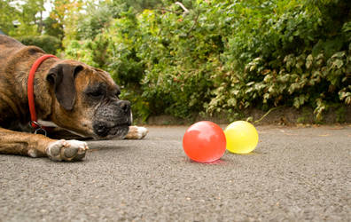 My dog, Dana and waterballoons