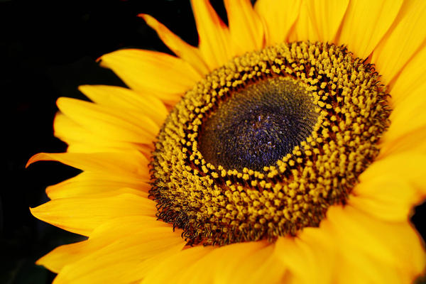 Sunflower Seeds