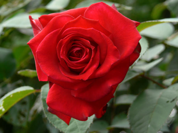 a rose is still a rose by splendorofhisglory on DeviantArt