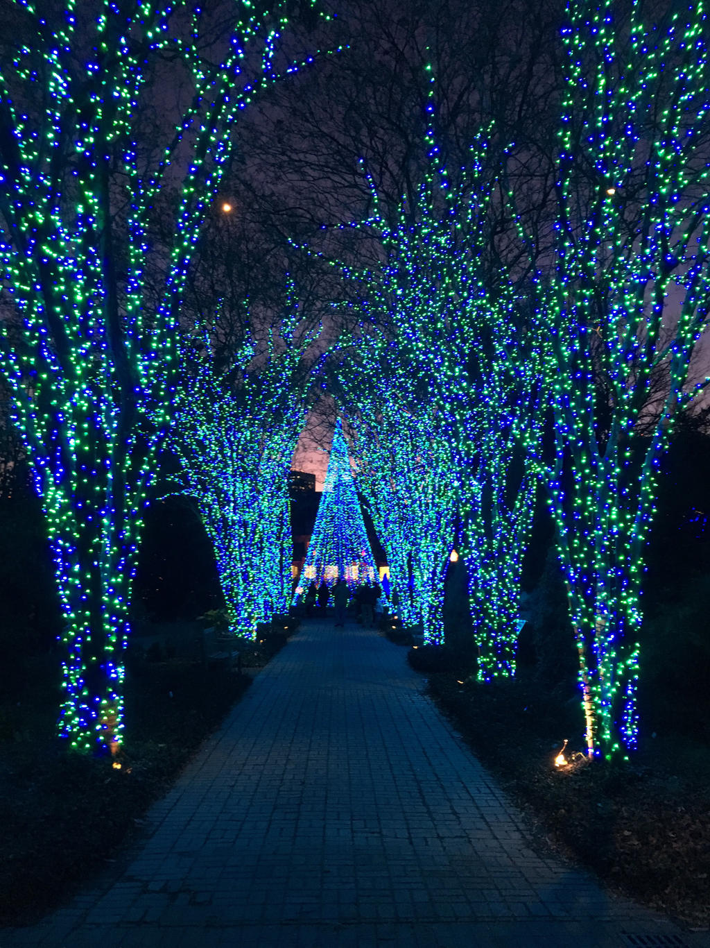Atlanta Botanical Gardens Holiday Lights By Kevintheman On Deviantart