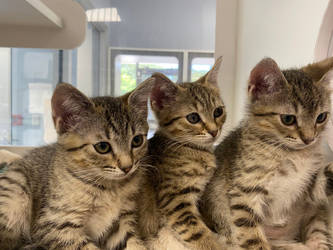 Trio of kittens