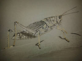 New grashopper is made of charcoal pencils