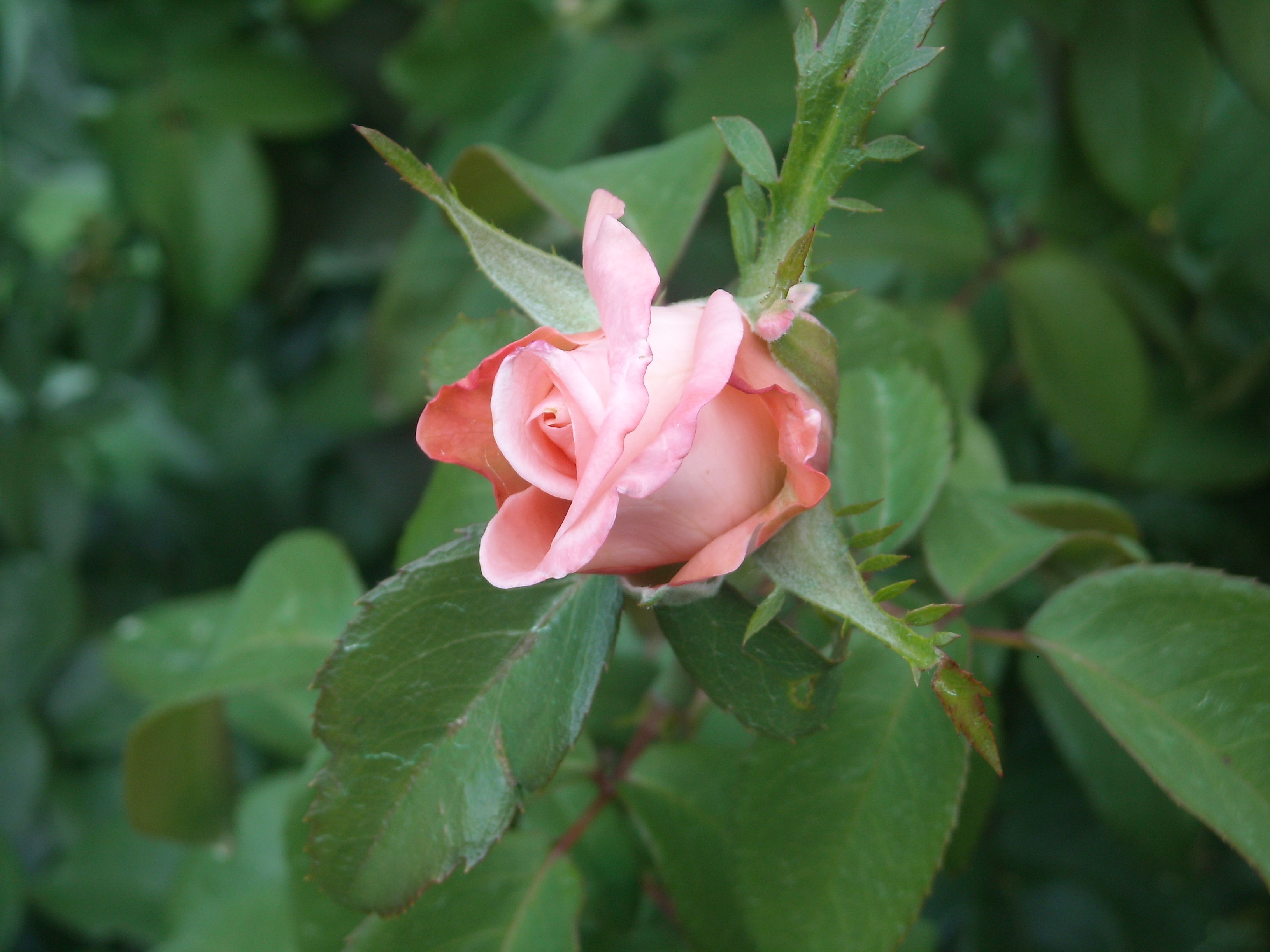 Light Pink Rose