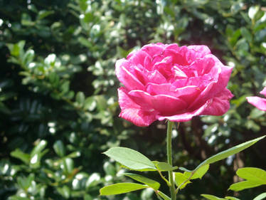 Pink Rose