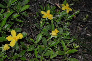 Yellow Flowers