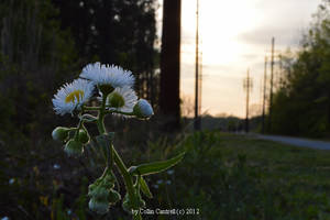 Watching the Sun Leave