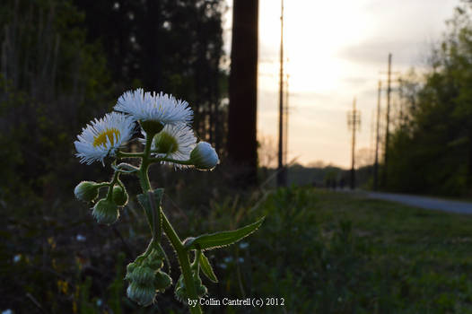 Watching the Sun Leave