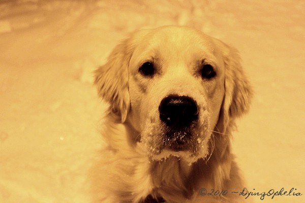 He just loves snow