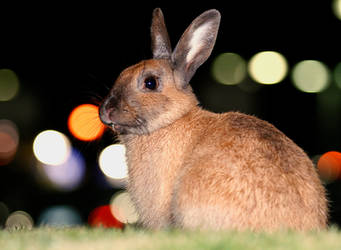 Bokeh Rabbit 1