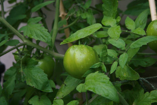 Tomato Plant