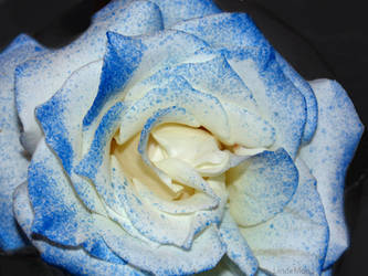 Blue rose