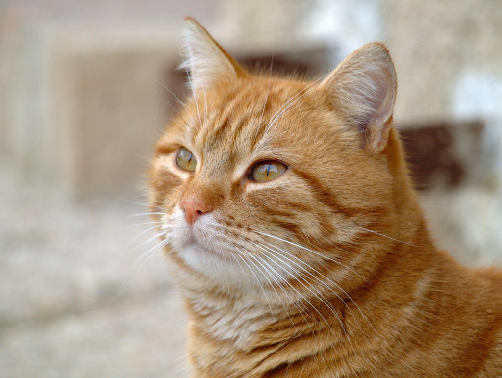 Сколько живут рыжие. Европейская короткошерстная табби рыжий. Рыжий кот. Рыжий котик. Рыжая кошка.