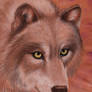 Sepia Wolf