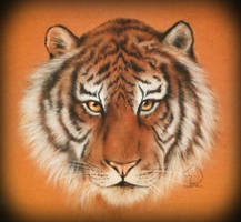 The Siberian King - tiger portrait