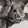 Great Horned Wood Owl (Close up 1)
