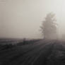 Foggy Morning II