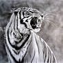 My Tiger