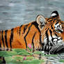 Drawn Tiger in Water