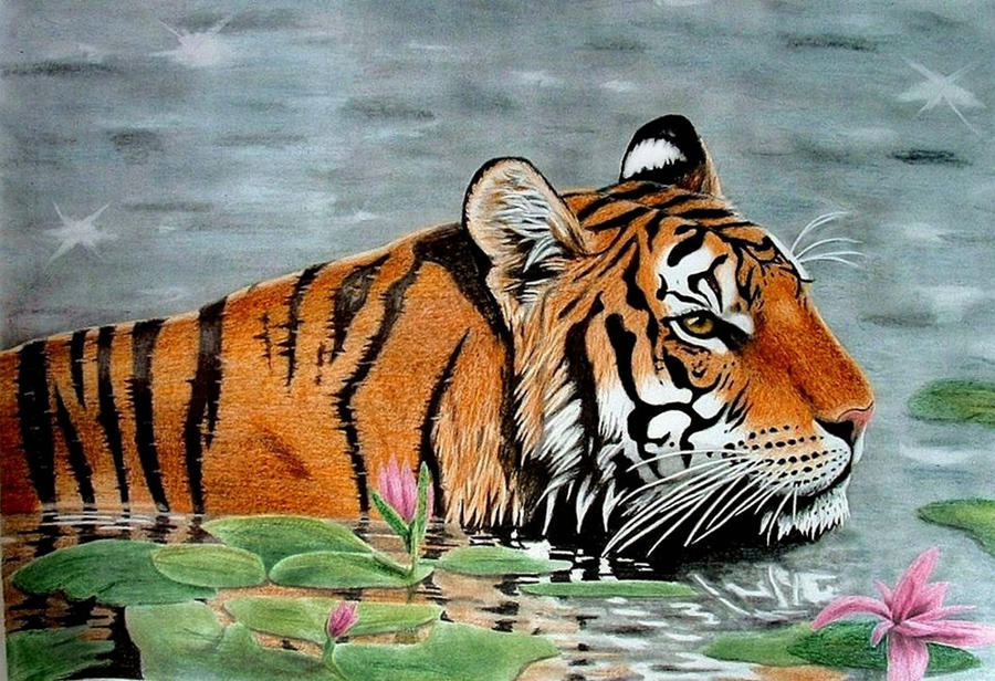 Drawn Tiger in Water