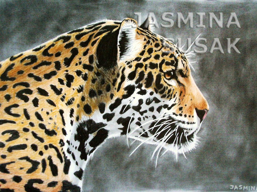 Drawn Jaguar