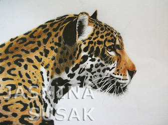 Jaguar-white background