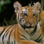 Yawning Tiger.gif