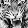 Roaring Tiger - Graphite Drawing