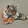 Tiger Cub - Colored Pencils Drawing