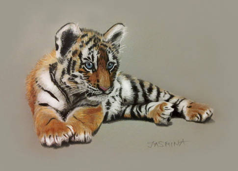 Tiger Cub - Colored Pencils Drawing