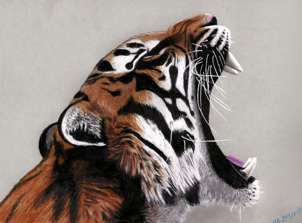 Yawning Tiger - Colored Pencils Drawing by JasminaSusak