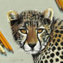 Young Cheetah - colored pencil drawing
