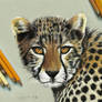 Young Cheetah - colored pencil drawing