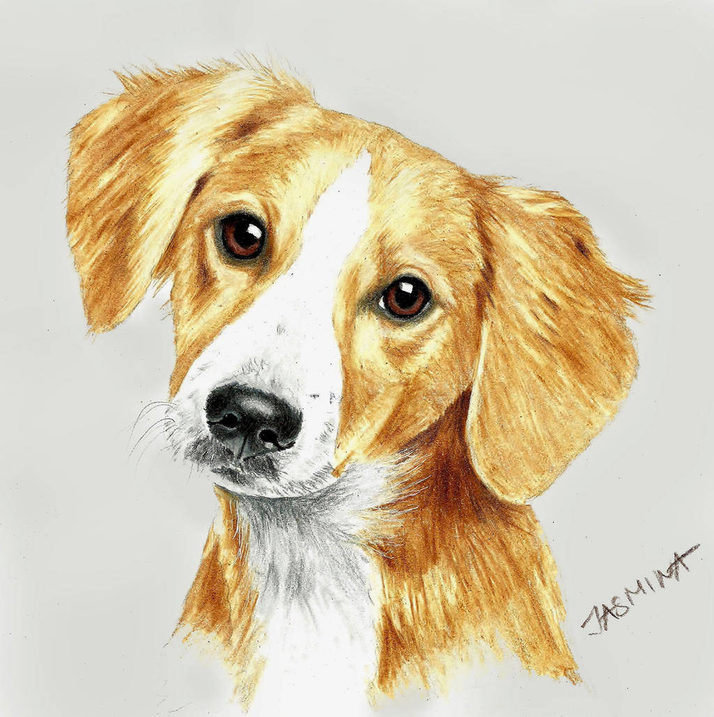Puppy portrait - colored pencil drawing by JasminaSusak on DeviantArt