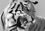 Pencil Drawing: Roaring Tiger by JasminaSusak