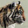 Colored Pencil Drawing of Tiger Cub