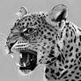 Pencil Drawing of Leopard