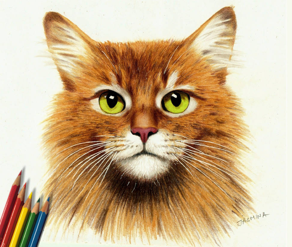 Цветная картинка котика. Кошка цветными карандашами. Котик цветными карандашами. Кошки рисунки карандашом цветными. Рисунки цветными карандашами коты.