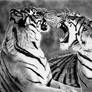 Graphite Drawing of Two Tigers