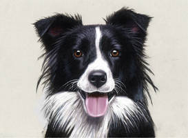 Pencil Drawing of a Border Collie