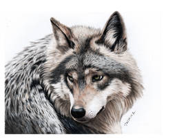 Pencil Drawing of a grey Wolf