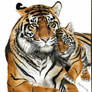 Work in progress: Colored pencil drawing of tigers