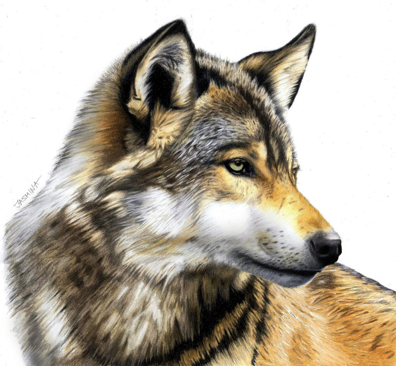 Colored Pencil Drawing of a Wolf