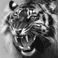 Drawing of a Roaring Tiger