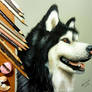 Colored pencil drawing of Alaskan Malamute