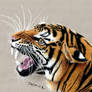 Colored Pencil Drawing of a Roaring Tiger