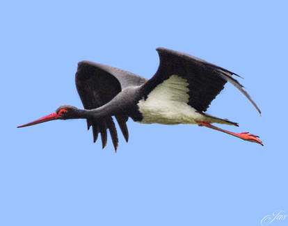 A Black Stork