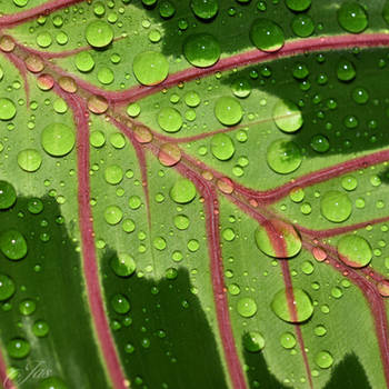 Maranta plant - Close-up